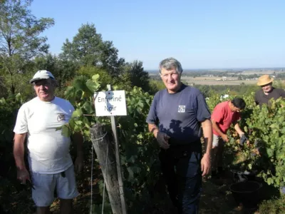 C'est le moment des vendanges