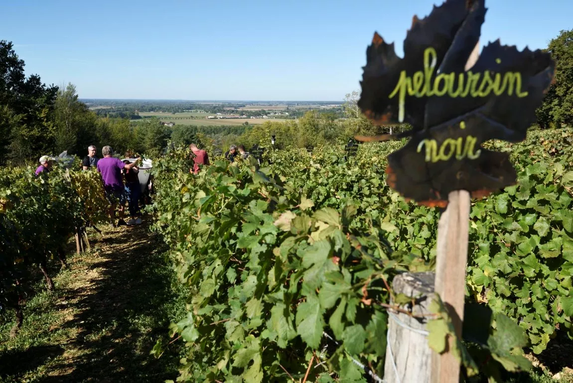 Le peloursin noir