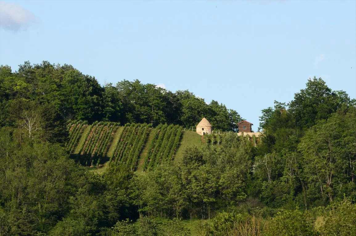 Vue d’ensemble de la vigne conservatoire