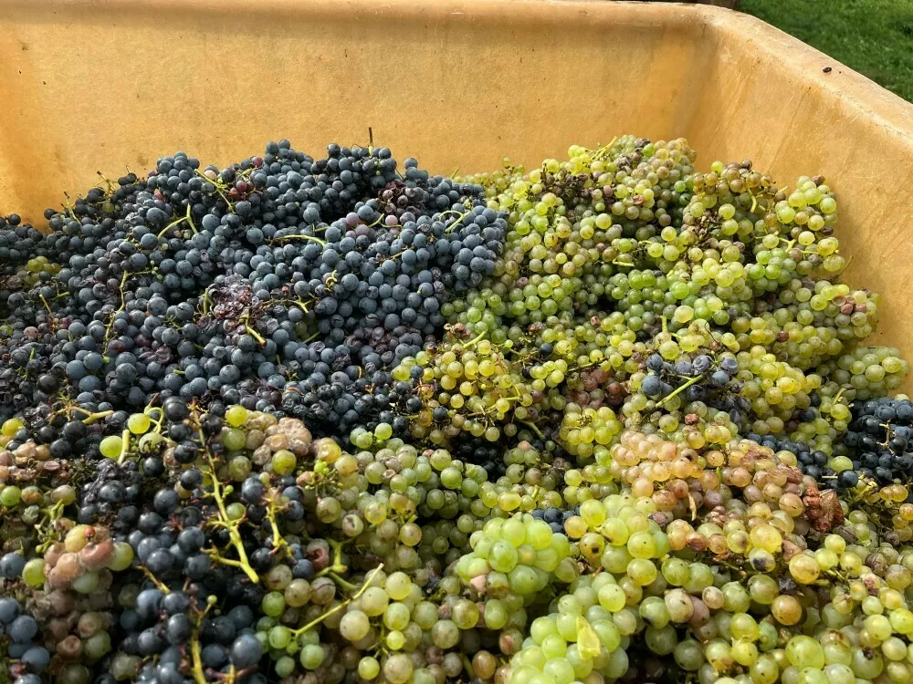 Vendanges 2025